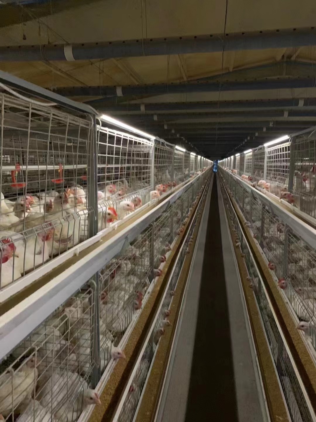 热镀锌肉鸡笼养殖